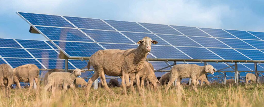 agri pv solar farm